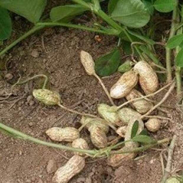 Как вырастить арахис на даче в условиях средней полосы