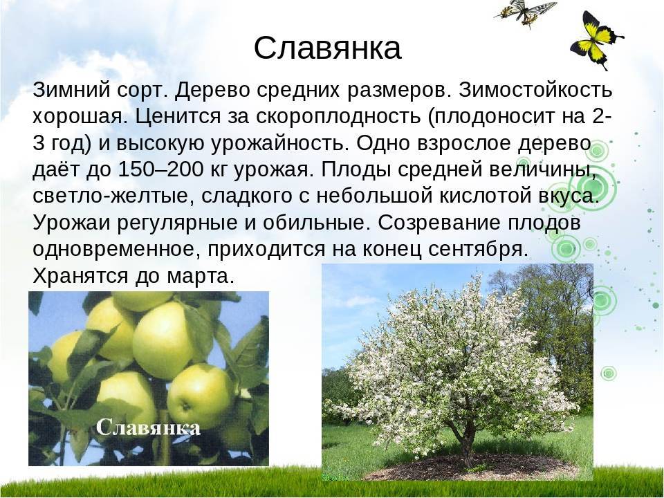 Описание яблони сорта Моди, особенности посадки и ухода