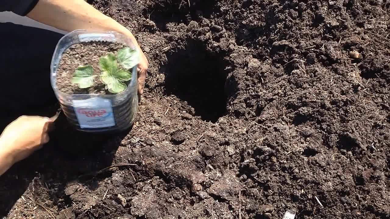 Выращивание арбузов в подмосковье: как выбрать сорт, советы для открытого грунта и теплиц