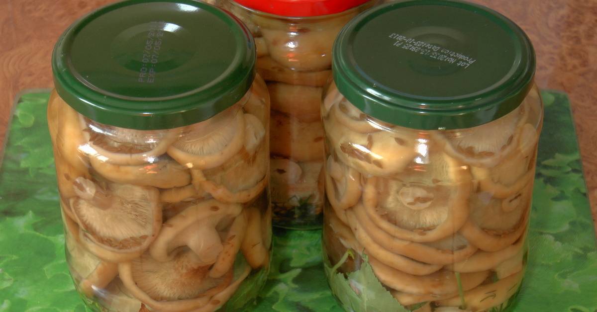 Советы грибников: как выбрать грибы для засолки и 2 способа засолки грибов