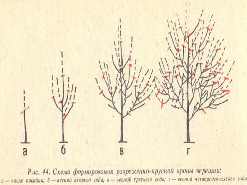 Схема посадки черешни