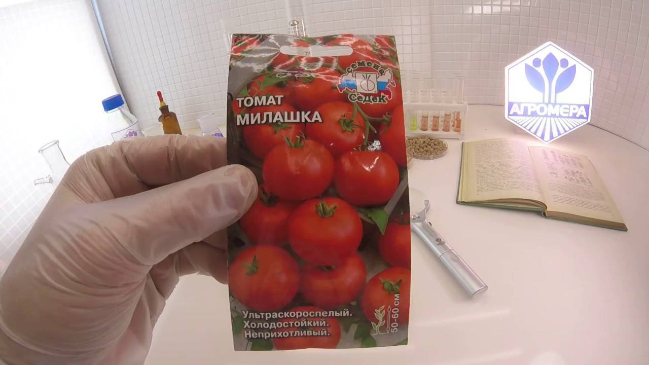 Томат милашка: описание сорта с фото, урожайность, отзывы дачников о помидоре