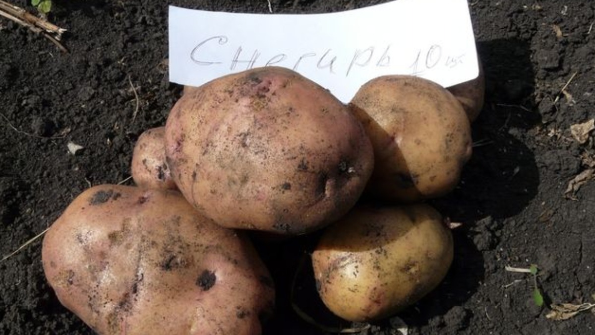 Сорт картофеля «снегирь»: характеристика, описание, урожайность, отзывы и фото