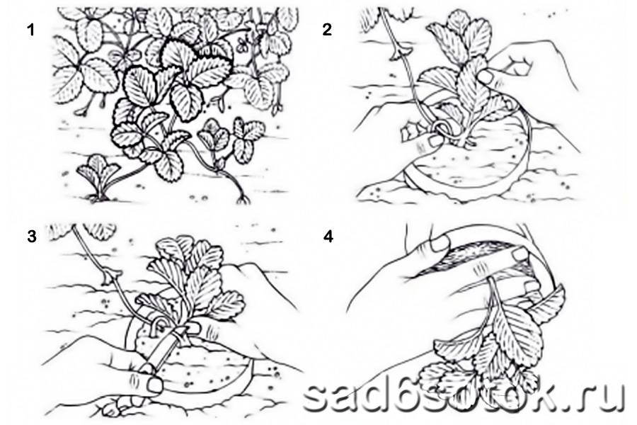 Размножение земляники. Размножение садовой земляники делением куста. Размножение ремонтантной земляники делением куста. Земляника Садовая куст размножение. Чеканка земляники садовой.