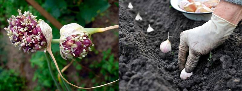 Проверенные способы выращивания чеснока в открытом грунте