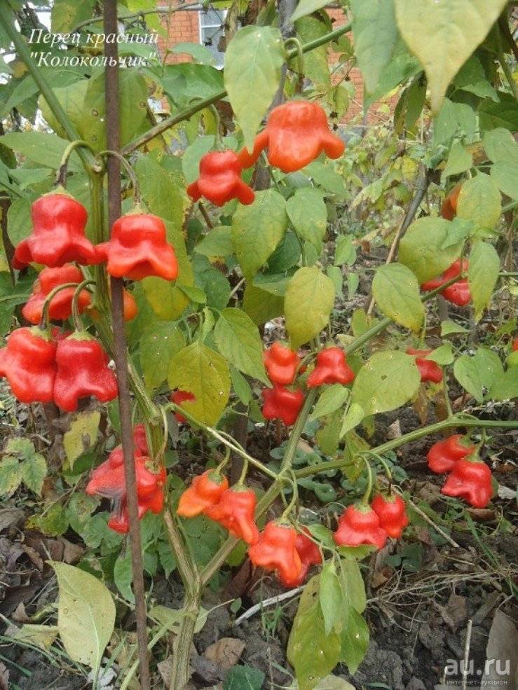 Особенности выращивания красного перца «колокольчик»