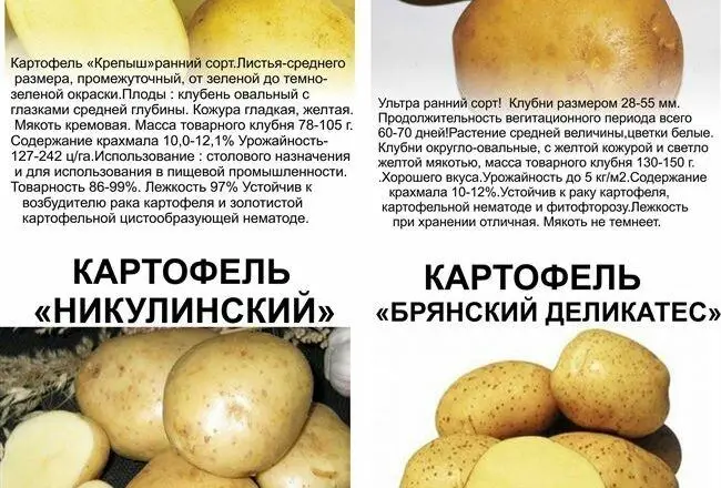 Картофель: выращивание на огороде, хранение, сорта