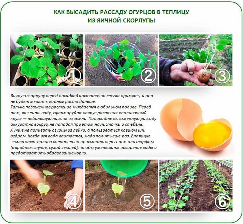 Подкормка овощных культур пометом