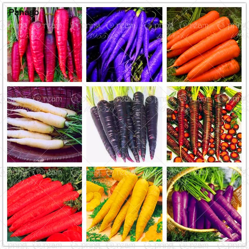 Фиолетовая морковь что это такое чем полезна применение
