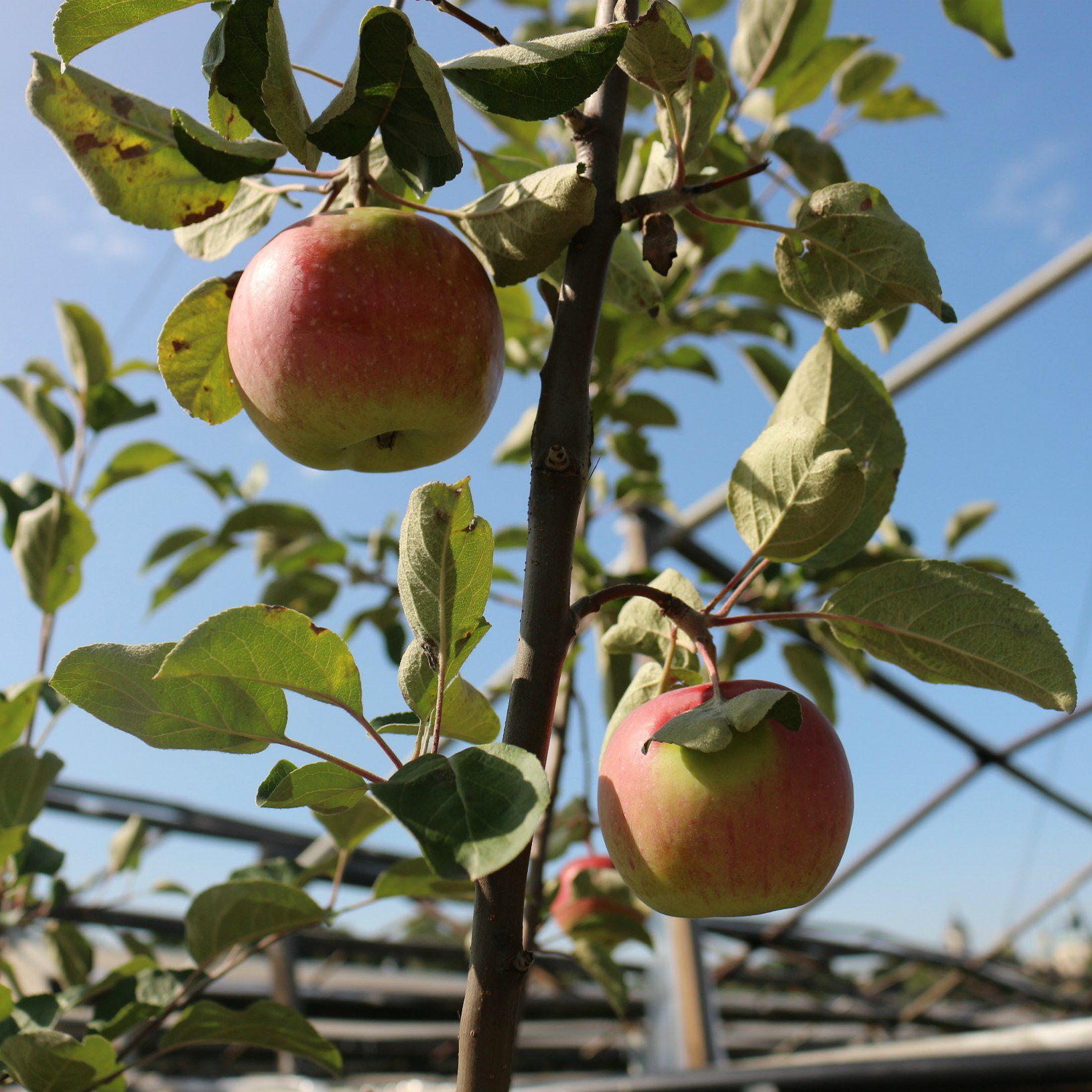 Морозоустойчивая яблоня беркутовское – отличный выбор для дачного сада