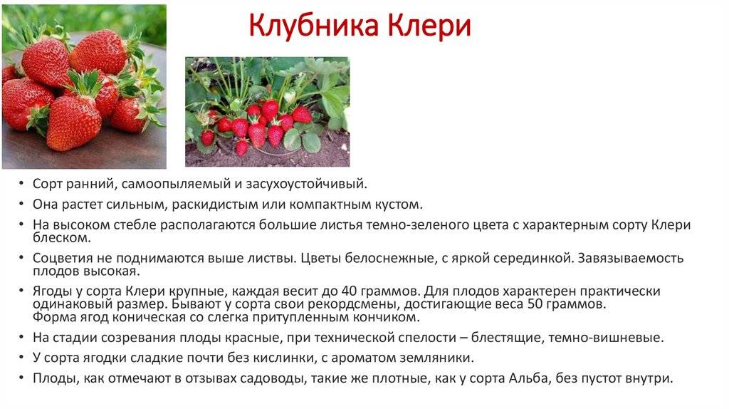 Клубника рубиновый кулон: описание сорта, выращивание и уход