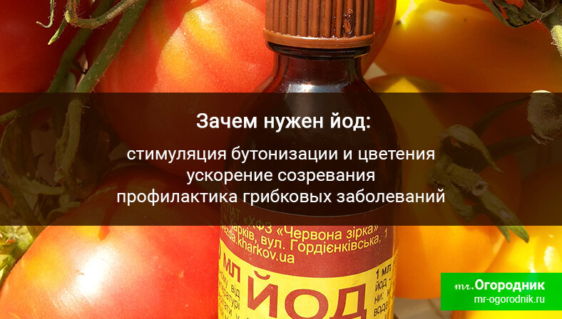 Подкормка помидоров йодом: рецепты и разбор эффективности