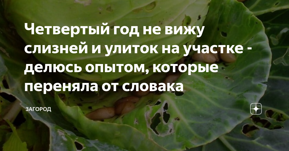 ᐉ как бороться со слизнями на капусте: препараты, народные средства - zooon.ru