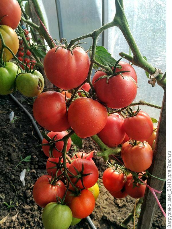 Томат малиновая империя f1: характеристика и описание сорта от фирмы партнер, отзывы об урожайности помидоров, видео и фото семян