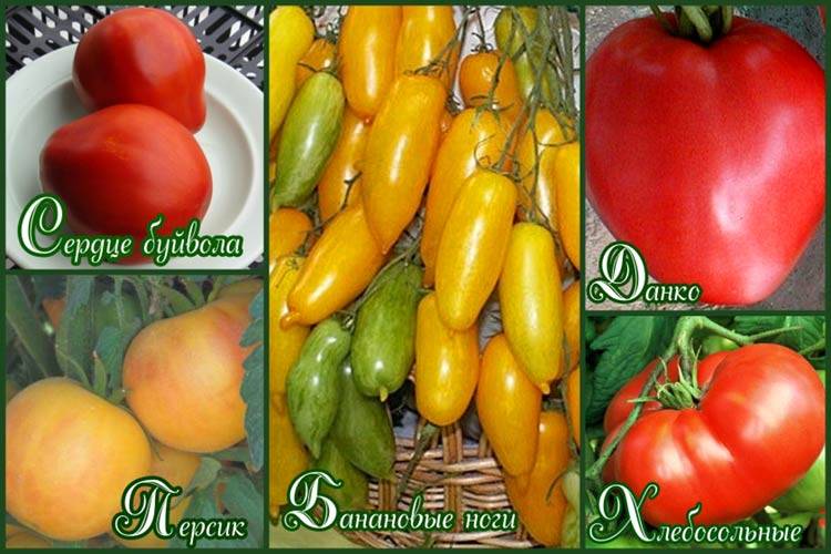 Лучшие сорта семян помидоров для открытого грунта
