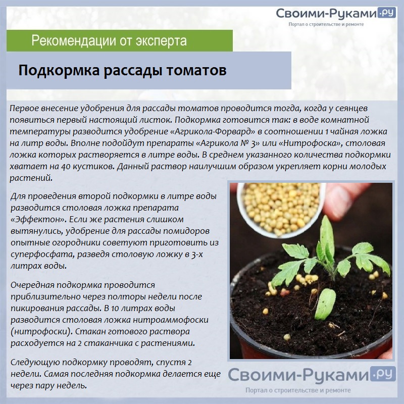 Выращивание рассады томатов: правила ухода после всходов для получения крепких растений