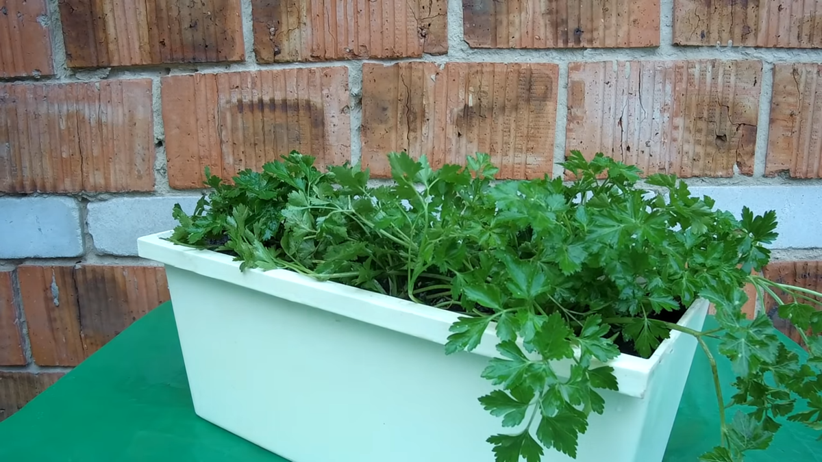 Кориандр на подоконнике: как вырастить в домашних условиях в квартире из семян зимой