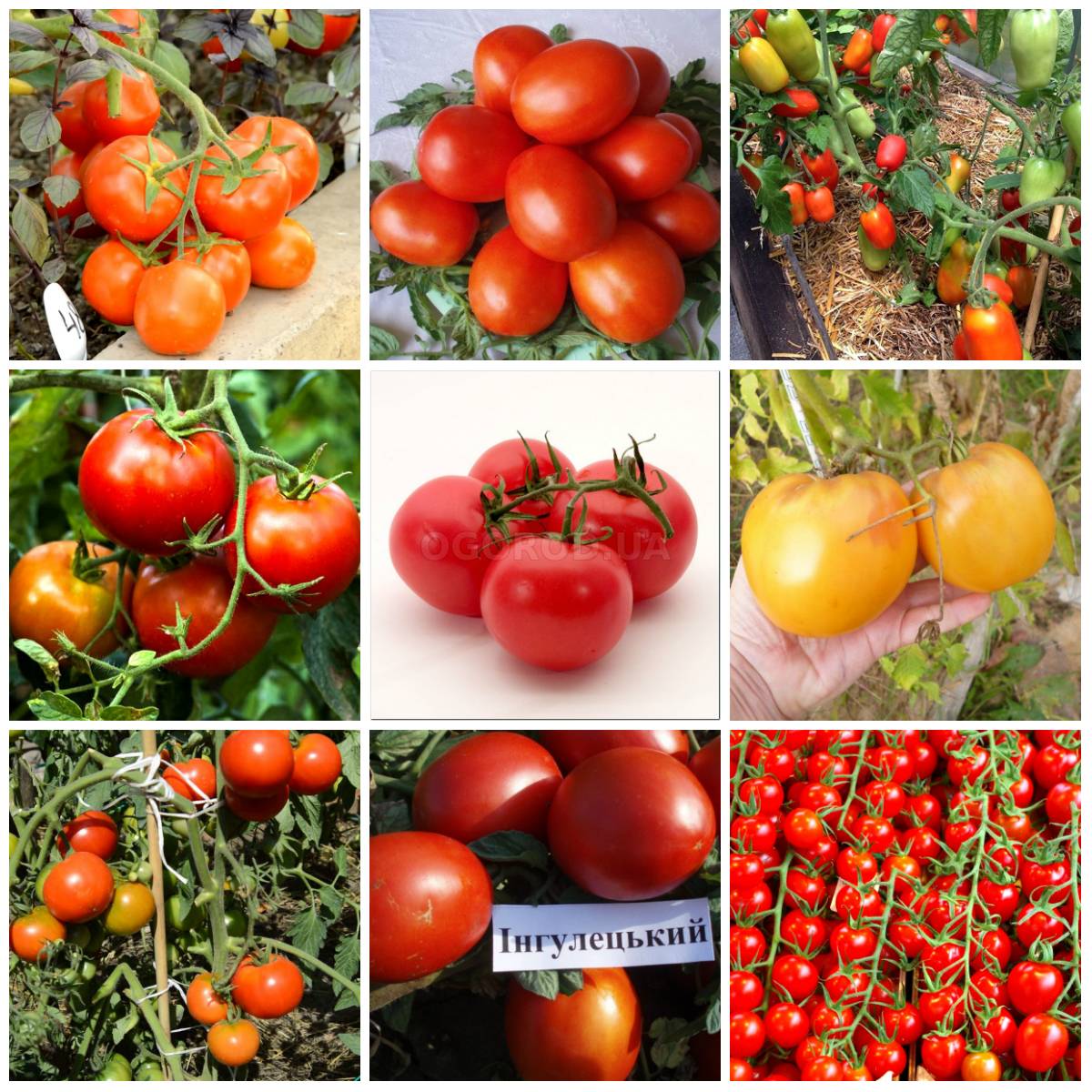 Описание и характеристики самых лучших сортов томатов для Урала в открытом грунте
