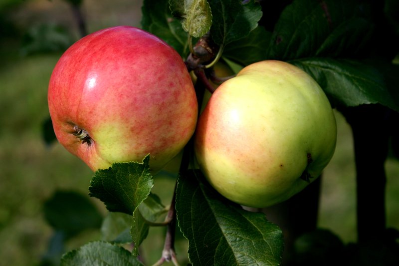 Сорт яблони розовый налив: фото, отзывы, описание, характеристики.
