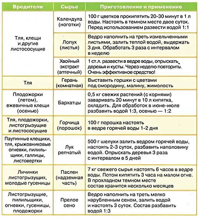 Схема обработки роз от болезней и вредителей