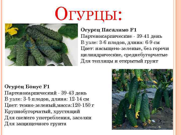 Огурец пасалимо f1: описание и урожайность сорта, фото, отзывы