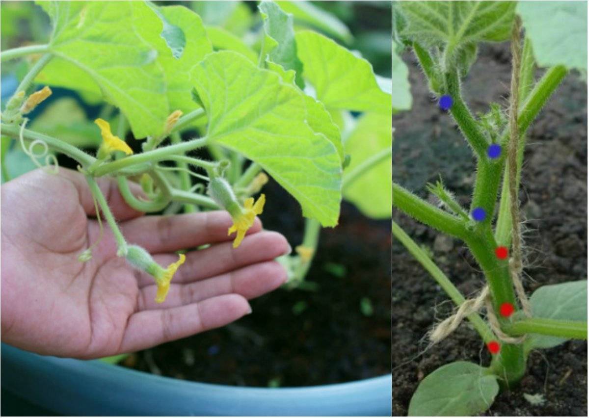 Схема правильного формирования дыни в открытом грунте