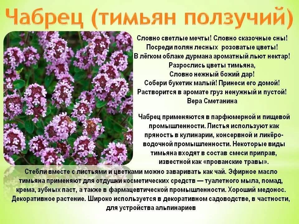 Чабрец картинки и описание