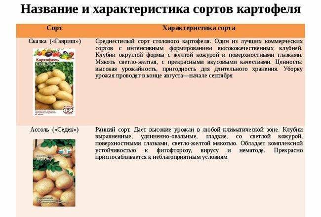 Описание сорта картофеля наташа