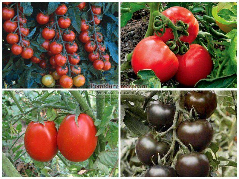 Лучшие сорта томатов для теплиц из поликарбоната: выбираем подходящие