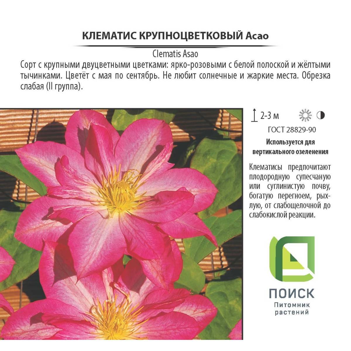 Неприхотливые клематисы - сорта для подмосковья и сибири