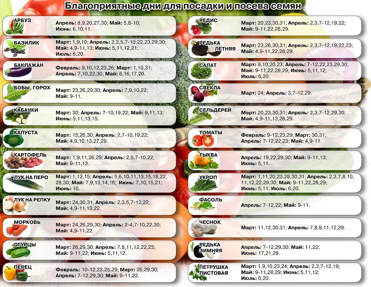 Когда сажать морковь и свеклу весной в 2023 году: благоприятные и неблагоприятные дни, таблица, советы по выращиванию