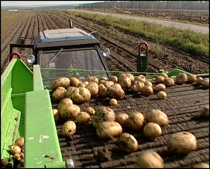 Выращивание картофеля по голландской технологии: секрет успеха