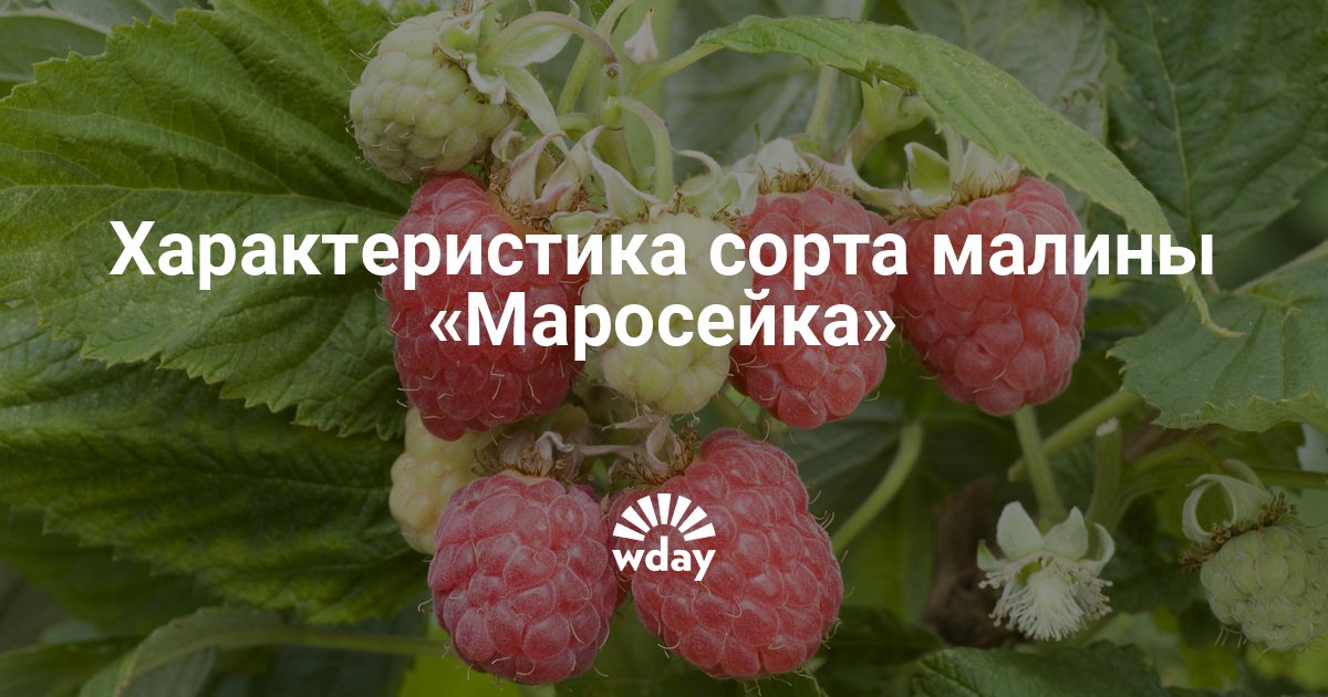 Малина маросейка описание сорта фото