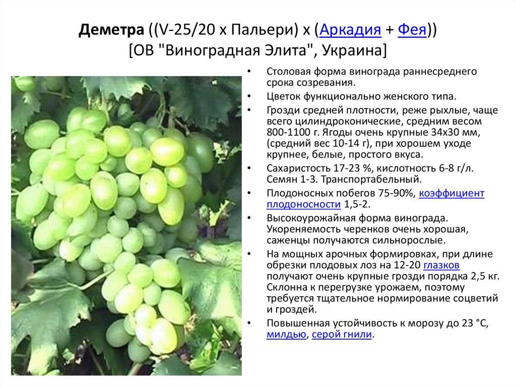 Виноград байконур - мир винограда - сайт для виноградарей и виноделов