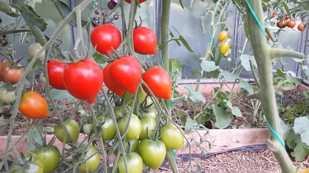 Как правильно выращивать томат юбилейный тарасенко?