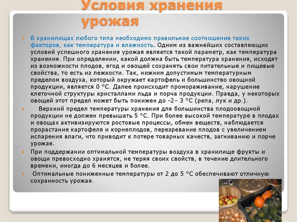 Описание, виды и выращивание маслины европейской