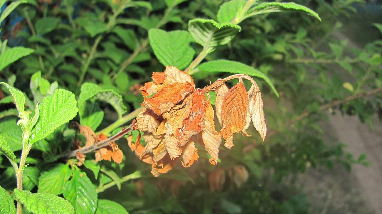 Почему вянут листья у черешни: причины, основные заболевания и вредители, что делать