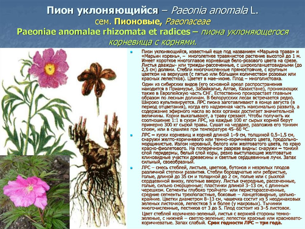 Лечебные свойства и противопоказания пиона уклоняющегося и его состав