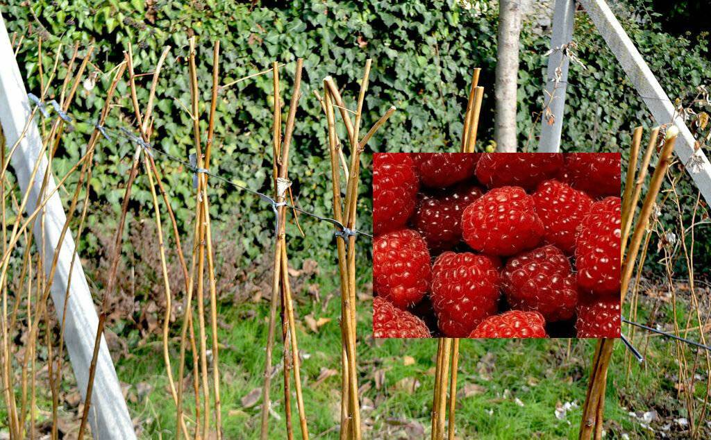 Как правильно собирать малину: лучшие способы, можно ли собирать мокрые ягоды