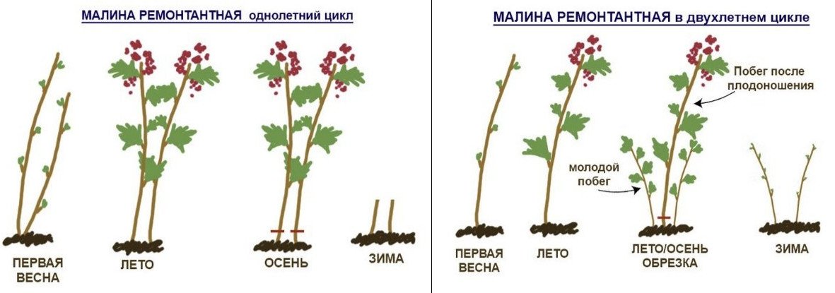 Посадка малины осенью: как и когда правильно сажать - пошаговое руководство