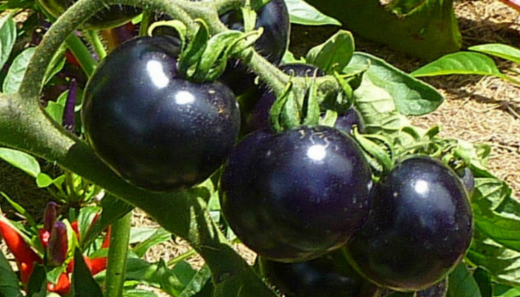 Томат черная гроздь f1: характеристика и описание гибридного сорта с фото