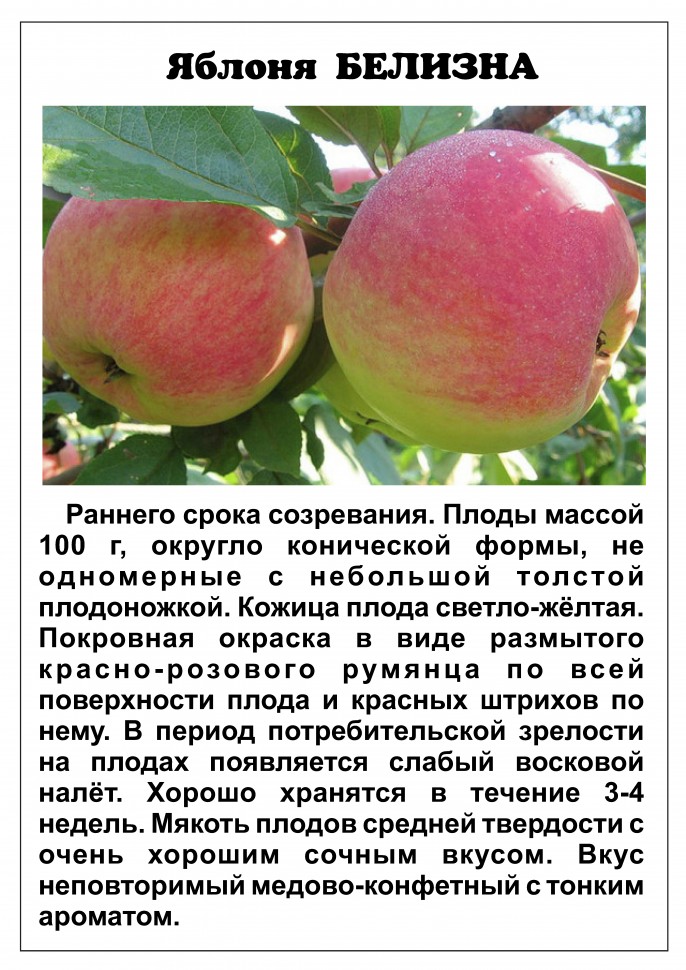 Яблоня имрус: описание сорта, характерные отличия и 10 советов по посадке и выращиванию