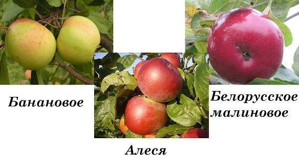 Яблоня алеся: описание и характеристика сорта, выращивание и уход, отзывы