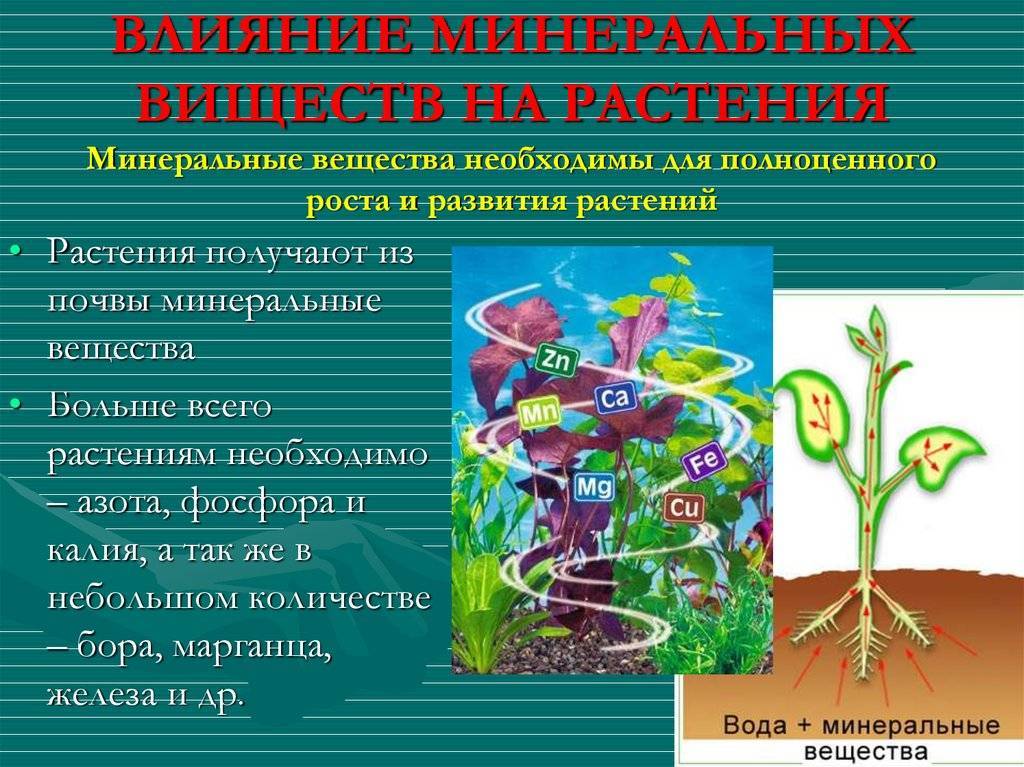 Стимуляторы роста для растений: виды, преимущества, применение