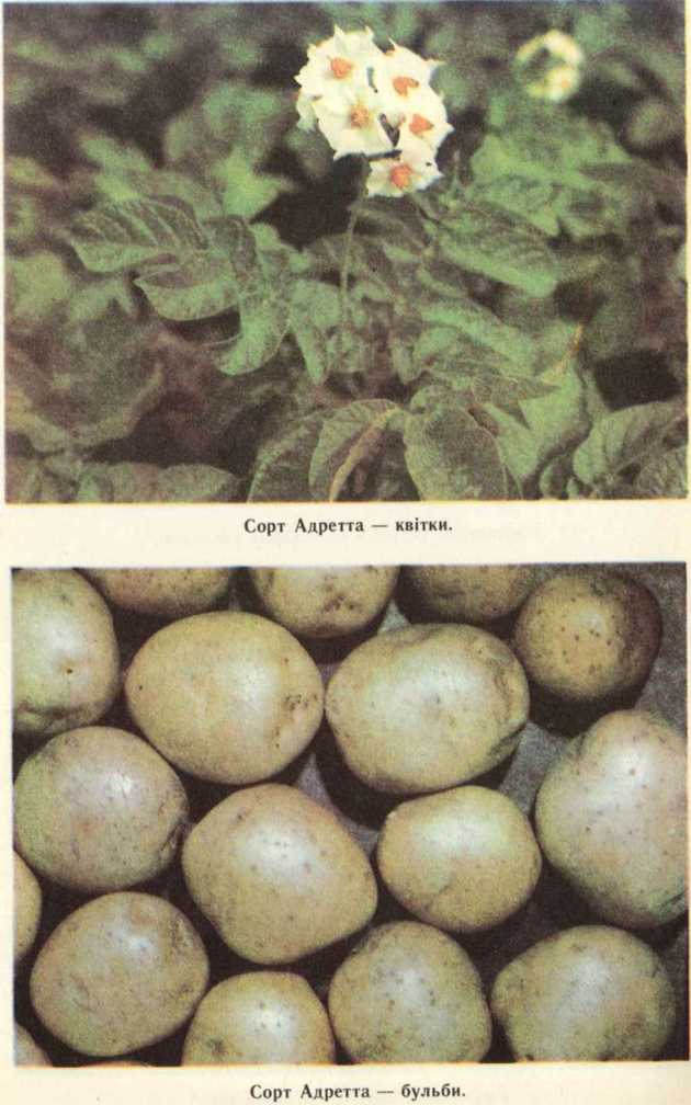 Картофель адретта: описание сорта, отзывы, характеристика