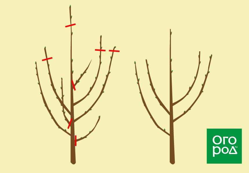 Схема обрезки войлочной вишни
