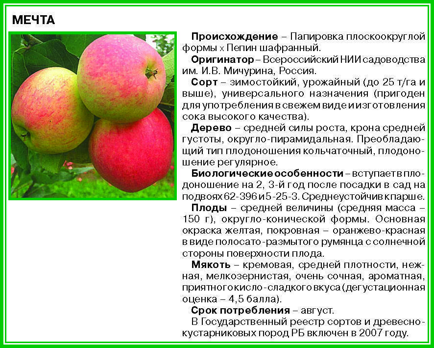 Яблоня зимняя беркутовское: описание сорта