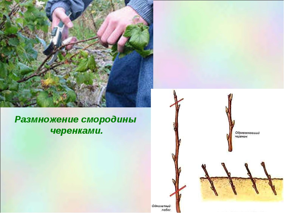 Воздушные отводки: размножение яблонь без прививок или как укоренить ветку на весу - дачные советы.ру