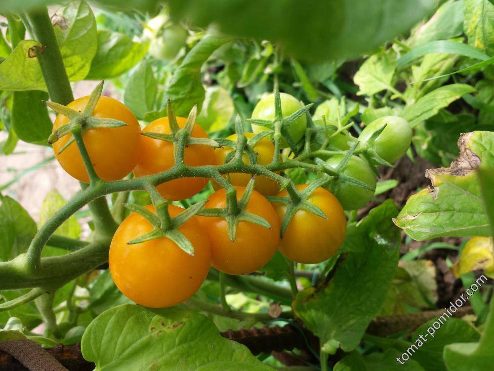 Описание томата саммер сан, выращивание и борьба с вредителями