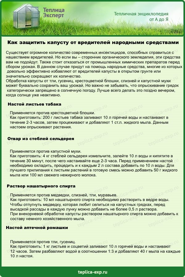 Валерьянка для капусты от вредителей: как обработать, можно ли опрыскивать
